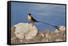 Shaft-tailed whydah (Vidua regia), male, Kgalagadi Transfrontier Park, South Africa, Africa-James Hager-Framed Stretched Canvas