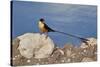 Shaft-tailed whydah (Vidua regia), male, Kgalagadi Transfrontier Park, South Africa, Africa-James Hager-Stretched Canvas