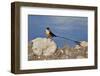 Shaft-tailed whydah (Vidua regia), male, Kgalagadi Transfrontier Park, South Africa, Africa-James Hager-Framed Photographic Print