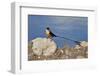 Shaft-tailed whydah (Vidua regia), male, Kgalagadi Transfrontier Park, South Africa, Africa-James Hager-Framed Photographic Print