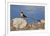 Shaft-tailed whydah (Vidua regia), male, Kgalagadi Transfrontier Park, South Africa, Africa-James Hager-Framed Photographic Print