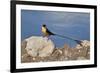 Shaft-tailed whydah (Vidua regia), male, Kgalagadi Transfrontier Park, South Africa, Africa-James Hager-Framed Photographic Print