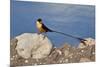 Shaft-tailed whydah (Vidua regia), male, Kgalagadi Transfrontier Park, South Africa, Africa-James Hager-Mounted Photographic Print