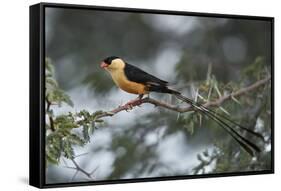 Shaft-tailed whydah (Vidua regia), male, Kgalagadi Transfrontier Park, South Africa, Africa-James Hager-Framed Stretched Canvas