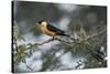 Shaft-tailed whydah (Vidua regia), male, Kgalagadi Transfrontier Park, South Africa, Africa-James Hager-Stretched Canvas