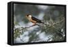 Shaft-tailed whydah (Vidua regia), male, Kgalagadi Transfrontier Park, South Africa, Africa-James Hager-Framed Stretched Canvas