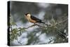 Shaft-tailed whydah (Vidua regia), male, Kgalagadi Transfrontier Park, South Africa, Africa-James Hager-Stretched Canvas