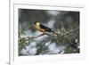 Shaft-tailed whydah (Vidua regia), male, Kgalagadi Transfrontier Park, South Africa, Africa-James Hager-Framed Photographic Print