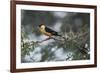 Shaft-tailed whydah (Vidua regia), male, Kgalagadi Transfrontier Park, South Africa, Africa-James Hager-Framed Photographic Print