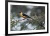 Shaft-tailed whydah (Vidua regia), male, Kgalagadi Transfrontier Park, South Africa, Africa-James Hager-Framed Photographic Print