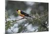 Shaft-tailed whydah (Vidua regia), male, Kgalagadi Transfrontier Park, South Africa, Africa-James Hager-Mounted Photographic Print