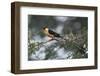 Shaft-tailed whydah (Vidua regia), male, Kgalagadi Transfrontier Park, South Africa, Africa-James Hager-Framed Photographic Print