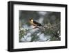 Shaft-tailed whydah (Vidua regia), male, Kgalagadi Transfrontier Park, South Africa, Africa-James Hager-Framed Photographic Print