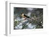 Shaft-tailed whydah (Vidua regia), male, Kgalagadi Transfrontier Park, South Africa, Africa-James Hager-Framed Photographic Print