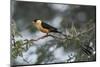 Shaft-tailed whydah (Vidua regia), male, Kgalagadi Transfrontier Park, South Africa, Africa-James Hager-Mounted Photographic Print