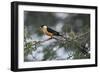 Shaft-tailed whydah (Vidua regia), male, Kgalagadi Transfrontier Park, South Africa, Africa-James Hager-Framed Photographic Print