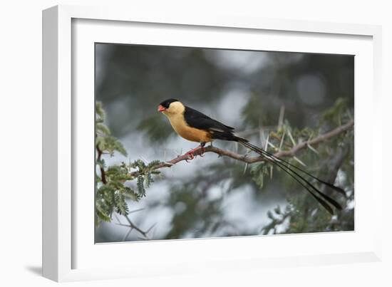 Shaft-tailed whydah (Vidua regia), male, Kgalagadi Transfrontier Park, South Africa, Africa-James Hager-Framed Photographic Print