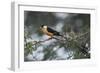 Shaft-tailed whydah (Vidua regia), male, Kgalagadi Transfrontier Park, South Africa, Africa-James Hager-Framed Photographic Print