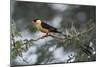 Shaft-tailed whydah (Vidua regia), male, Kgalagadi Transfrontier Park, South Africa, Africa-James Hager-Mounted Photographic Print