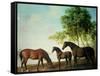 Shafto Mares and a Foal-George Stubbs-Framed Stretched Canvas