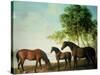 Shafto Mares and a Foal-George Stubbs-Stretched Canvas