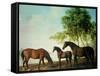 Shafto Mares and a Foal-George Stubbs-Framed Stretched Canvas