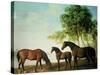 Shafto Mares and a Foal-George Stubbs-Stretched Canvas