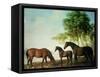 Shafto Mares and a Foal-George Stubbs-Framed Stretched Canvas