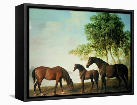 Shafto Mares and a Foal-George Stubbs-Framed Stretched Canvas