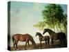 Shafto Mares and a Foal-George Stubbs-Stretched Canvas