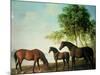 Shafto Mares and a Foal-George Stubbs-Mounted Giclee Print