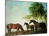 Shafto Mares and a Foal-George Stubbs-Mounted Giclee Print