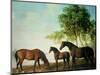 Shafto Mares and a Foal-George Stubbs-Mounted Giclee Print