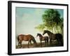 Shafto Mares and a Foal-George Stubbs-Framed Premium Giclee Print