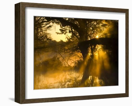 Shafts of Sunlight, Magnolia Plantation, Charleston, South Carolina, USA-Corey Hilz-Framed Photographic Print