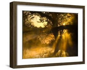 Shafts of Sunlight, Magnolia Plantation, Charleston, South Carolina, USA-Corey Hilz-Framed Photographic Print