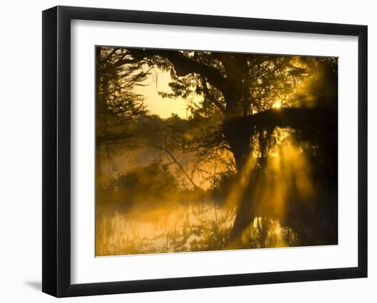 Shafts of Sunlight, Magnolia Plantation, Charleston, South Carolina, USA-Corey Hilz-Framed Photographic Print