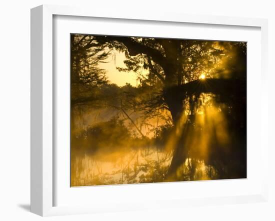 Shafts of Sunlight, Magnolia Plantation, Charleston, South Carolina, USA-Corey Hilz-Framed Photographic Print