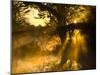 Shafts of Sunlight, Magnolia Plantation, Charleston, South Carolina, USA-Corey Hilz-Mounted Photographic Print