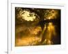 Shafts of Sunlight, Magnolia Plantation, Charleston, South Carolina, USA-Corey Hilz-Framed Photographic Print