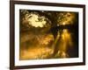 Shafts of Sunlight, Magnolia Plantation, Charleston, South Carolina, USA-Corey Hilz-Framed Photographic Print