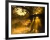 Shafts of Sunlight, Magnolia Plantation, Charleston, South Carolina, USA-Corey Hilz-Framed Photographic Print