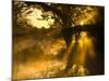 Shafts of Sunlight, Magnolia Plantation, Charleston, South Carolina, USA-Corey Hilz-Mounted Photographic Print