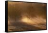 Shafts of Sunlight Pass Through Trees on a Misty Morning in Richmond Park-Alex Saberi-Framed Stretched Canvas