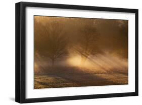 Shafts of Sunlight Pass Through Trees on a Misty Morning in Richmond Park-Alex Saberi-Framed Photographic Print