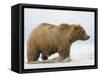 Shaggy Brown Bear in Stream-Arthur Morris-Framed Stretched Canvas