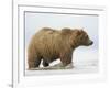 Shaggy Brown Bear in Stream-Arthur Morris-Framed Photographic Print