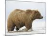 Shaggy Brown Bear in Stream-Arthur Morris-Mounted Photographic Print