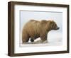 Shaggy Brown Bear in Stream-Arthur Morris-Framed Photographic Print
