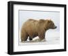 Shaggy Brown Bear in Stream-Arthur Morris-Framed Photographic Print